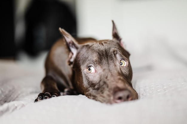 Pitbull hond rust op het bed en ziet er schattig uit met zijn ogen