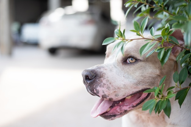 Pitbull-hond Sluip in de bush.