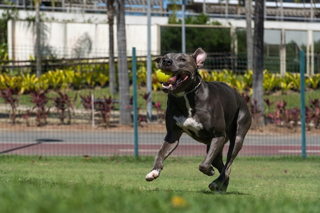 Pitbull-hond spelen en plezier hebben in het park Grasachtige vloer behendigheidshellingbal Selectieve focus Hondenpark Zonnige dag