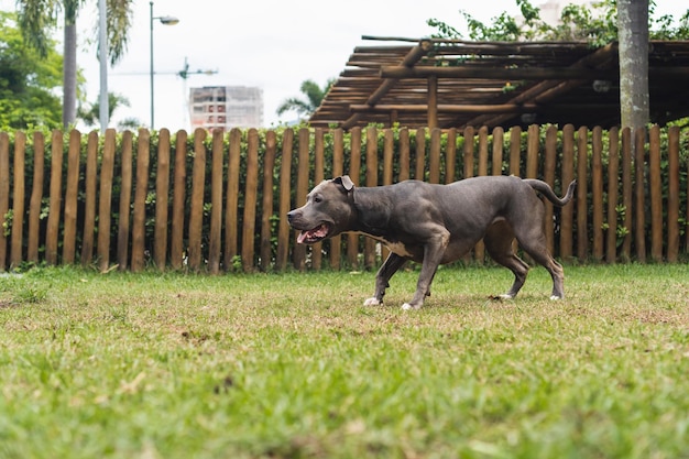 Pitbull hond spelen en plezier hebben in het park Groene gras houten stokken rond Selectieve focus