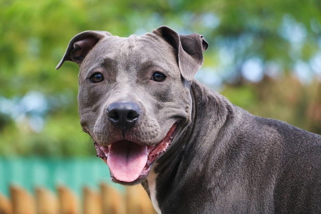 Pitbull hond spelen en plezier hebben in het park. Selectieve aandacht.