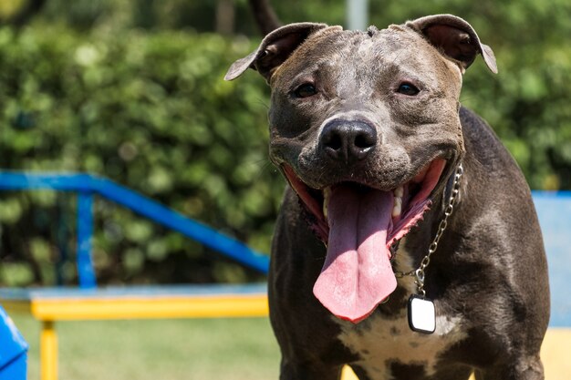 Pitbull hond spelen en plezier hebben in het park. Selectieve aandacht.