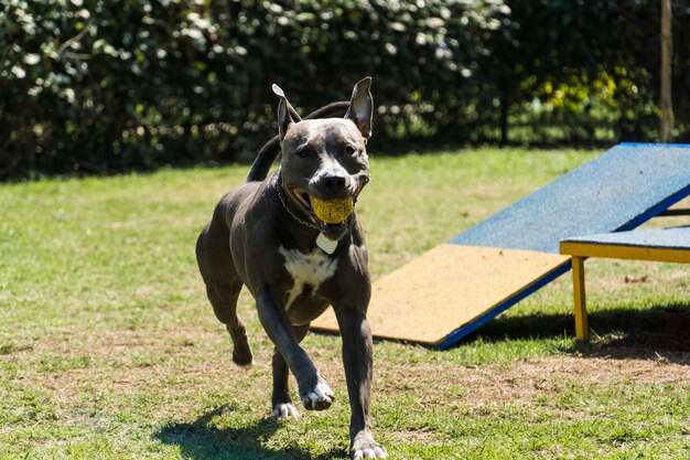 Pitbull hond spelen en plezier hebben in het park. Selectieve aandacht.