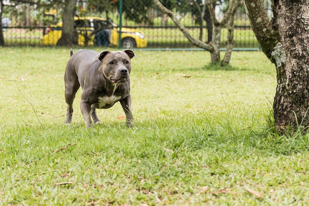 Pitbull hond spelen en plezier hebben in het park. Selectieve aandacht.