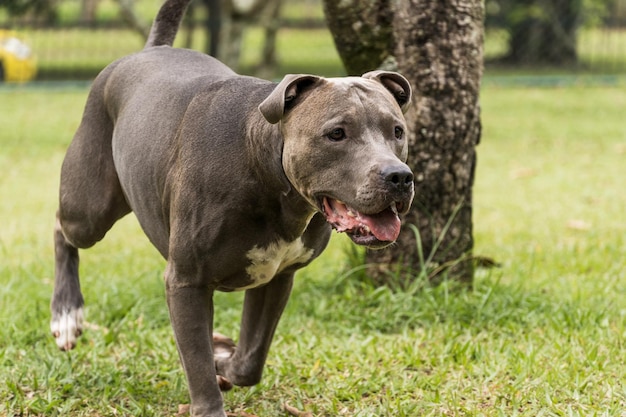 Pitbull hond spelen en plezier hebben in het park. Selectieve aandacht.