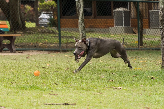 Pitbull hond spelen en plezier hebben in het park. Selectieve aandacht.