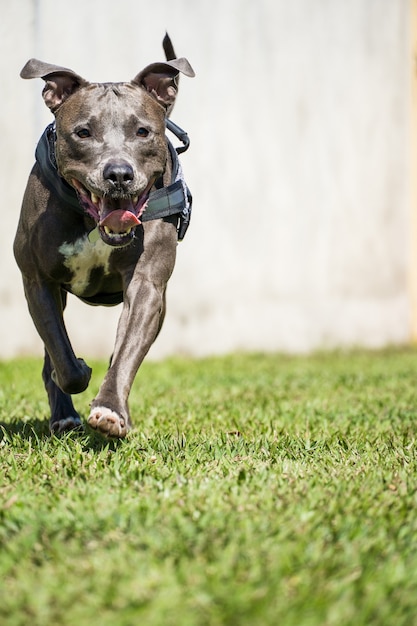 Pitbull hond spelen in de tuin van het huis. Rennen en de bal vangen. Zonnige dag.