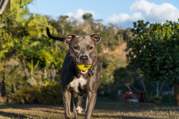 Pitbull hond spelen in een open veld bij zonsondergang. Pitbull blauwe neus in zonnige dag met groen gras en prachtig uitzicht op de achtergrond. Selectieve aandacht.