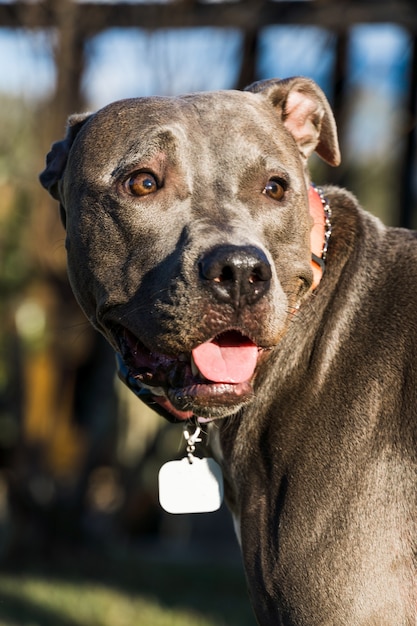 Pitbull hond spelen in een open veld bij zonsondergang. Pitbull blauwe neus in zonnige dag met groen gras en prachtig uitzicht op de achtergrond. Selectieve aandacht.