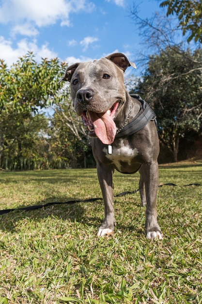 Pitbull hond spelen in een open veld bij zonsondergang. Pitbull blauwe neus in zonnige dag met groen gras en prachtig uitzicht op de achtergrond. Selectieve aandacht.