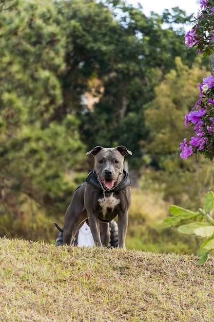 Pitbull hond spelen in een open veld bij zonsondergang. Pitbull blauwe neus in zonnige dag met groen gras en prachtig uitzicht op de achtergrond. Selectieve aandacht.