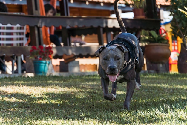 Pitbull hond spelen in een open veld bij zonsondergang. Pitbull blauwe neus in zonnige dag met groen gras en prachtig uitzicht op de achtergrond. Selectieve aandacht.