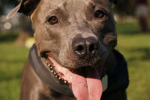 Pitbull hond spelen in het park bij zonsondergang. Blauwe neus pitbull op zonnige dag en open landschap met veel natuur. Detailopname