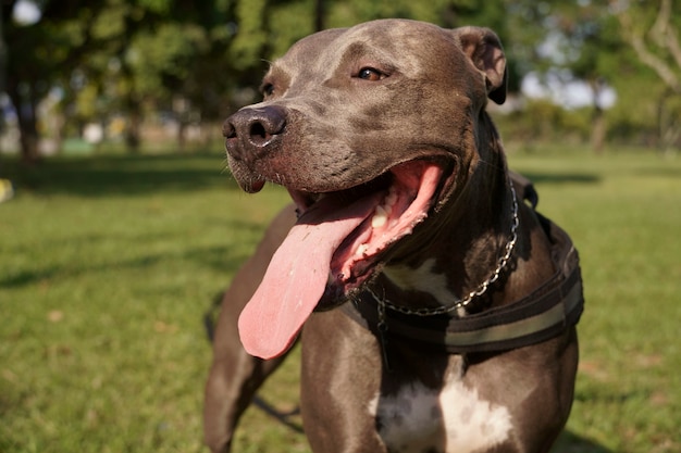 pitbull hond spelen in het park bij zonsondergang zonnige dag en open landschap met veel natuur