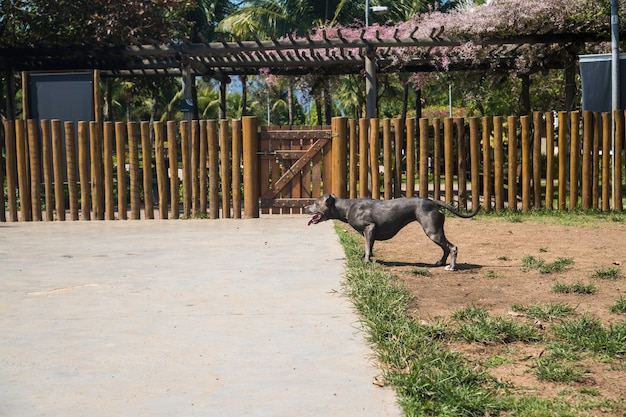 Pitbull hond spelen in het park. Groen gras, onverharde vloer en houten palen rondom. Selectieve aandacht.