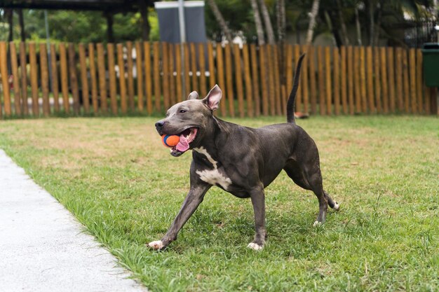 Pitbull hond spelen in het park. Groen gras, onverharde vloer en houten palen rondom. Selectieve aandacht.