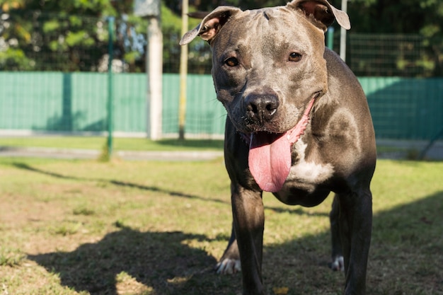 Pitbull hond spelen in het park. Hondenplaats met groen gras en hek met houten palen.