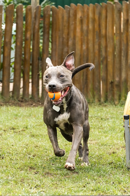 Pitbull hond spelen in het park. Hondenplaats met groen gras. Speelgoed als een helling voor hem om te oefenen.