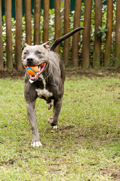 Pitbull hond spelen in het park. Hondenplaats met groen gras. Speelgoed als een helling voor hem om te oefenen.