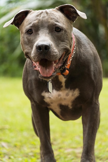 Pitbull hond spelen met de bal in de tuin van het huis. Zonnige dag.