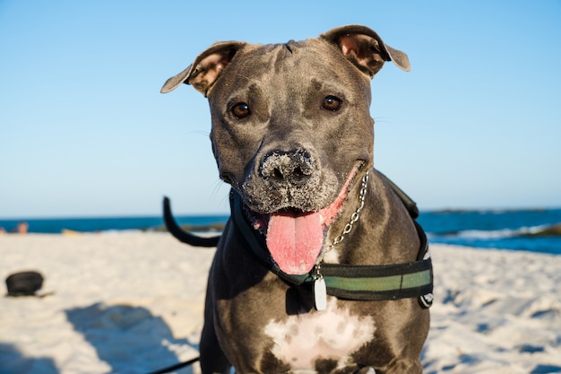 Pitbull hond spelen op het strand bij zonsondergang. Genieten van het zand en de zee op een zonnige dag.