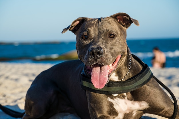 Pitbull hond spelen op het strand bij zonsondergang. Genieten van het zand en de zee op een zonnige dag.