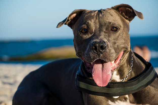 Pitbull hond spelen op het strand bij zonsondergang. Genieten van het zand en de zee op een zonnige dag.