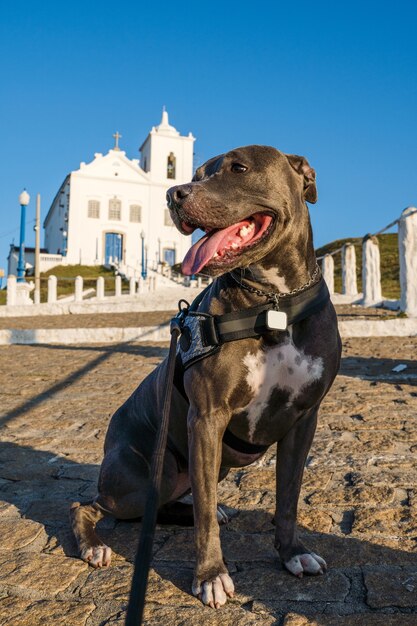 Pitbull-hond voor de kerk in Saquarema Rio de Janeiro Trappen en de kerk