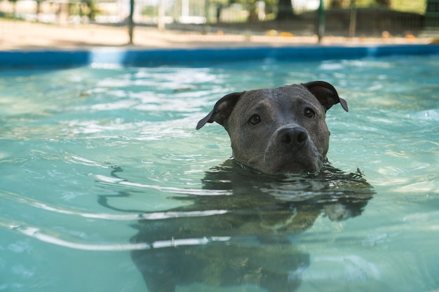 Pitbull hond zwemmen in het zwembad in het park. Zonnige dag in Rio de Janeiro.