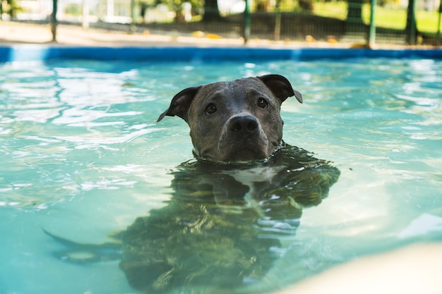 Pitbull hond zwemmen in het zwembad in het park. Zonnige dag in Rio de Janeiro.