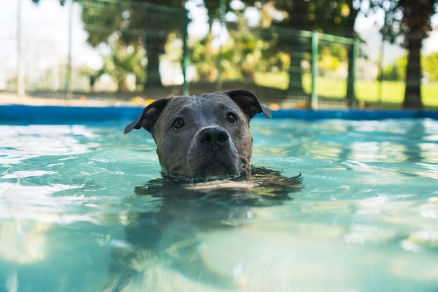 Pitbull hond zwemmen in het zwembad in het park. Zonnige dag in Rio de Janeiro.