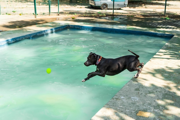 Pitbull hond zwemmen in het zwembad in het park Zonnige dag