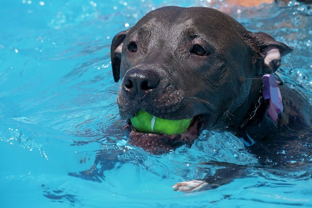 Pitbull hond zwemmen in het zwembad.