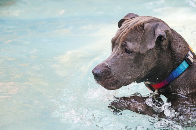 Pitbull hond zwemmen in zwembad op zonnige dag.