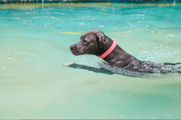 Foto pitbull hond zwemmen in zwembad op zonnige dag.