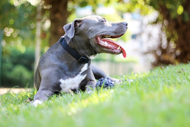 Pitbull puppy hondje spelen en plezier hebben in het park. Selectieve aandacht.