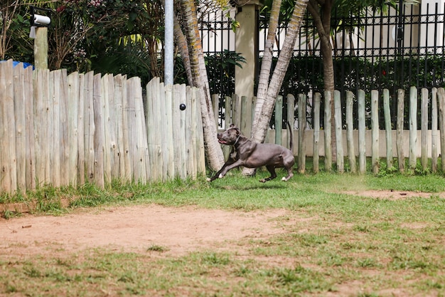 Pitbull puppy hondje spelen en plezier hebben in het park. Selectieve aandacht.