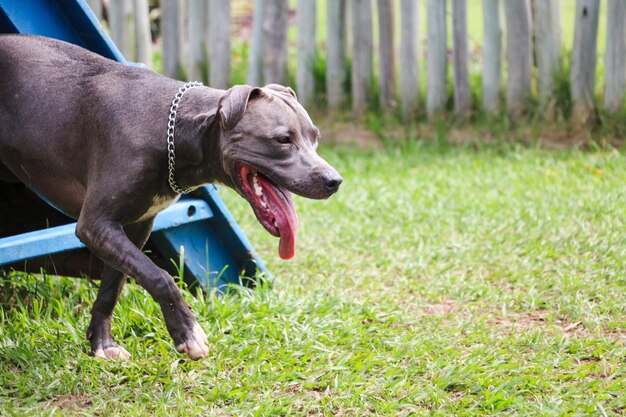 Pitbull puppy hondje spelen en plezier hebben in het park. Selectieve aandacht.