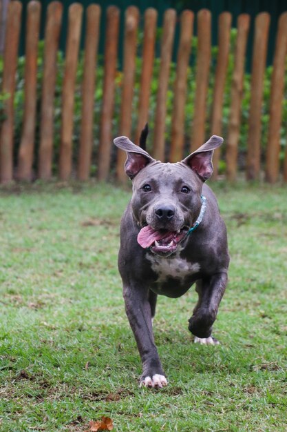 Pitbull puppy hondje spelen en plezier hebben in het park. Selectieve aandacht.