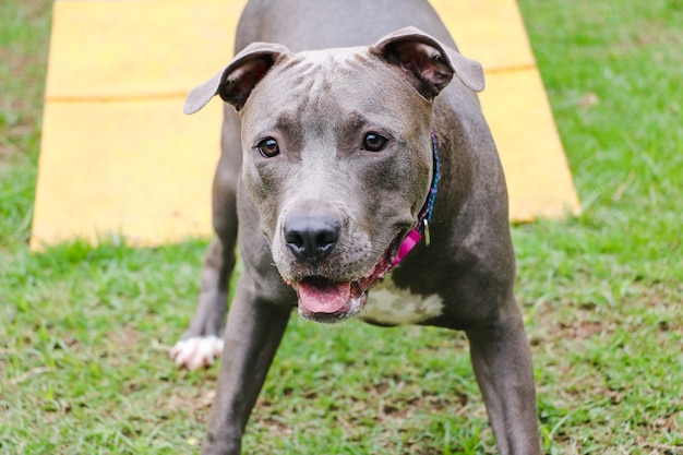 Pitbull puppy hondje spelen en plezier hebben in het park. Selectieve aandacht.