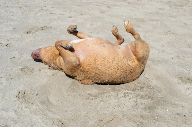 Pitbull shiba inu mix spelen in het zand en zwemmen op het hondenstrand