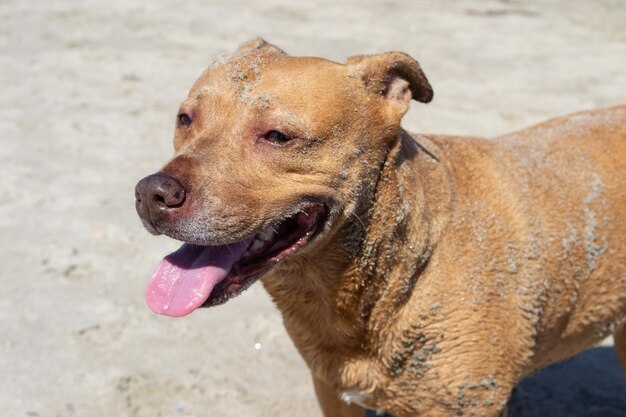 Pitbull shiba inu mix spelen in het zand en zwemmen op het hondenstrand