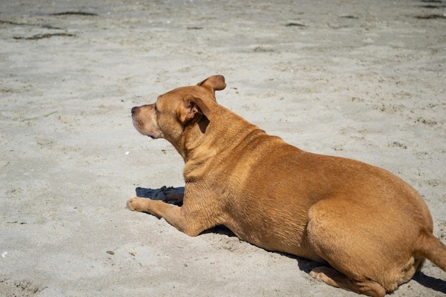 Pitbull shiba inu mix spelen in het zand en zwemmen op het hondenstrand