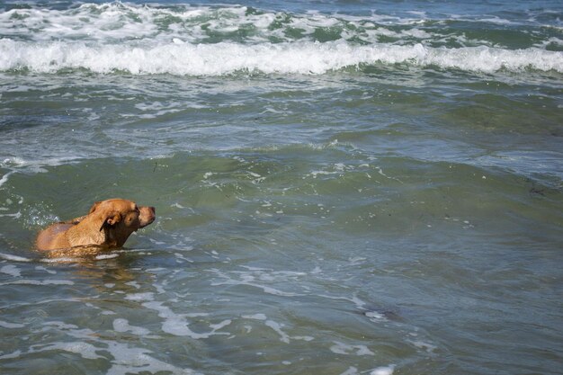 Pitbull shiba inu mix spelen in het zand en zwemmen op het hondenstrand