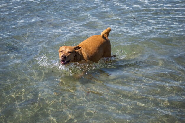 Pitbull shiba inu mix spelen in het zand en zwemmen op het hondenstrand