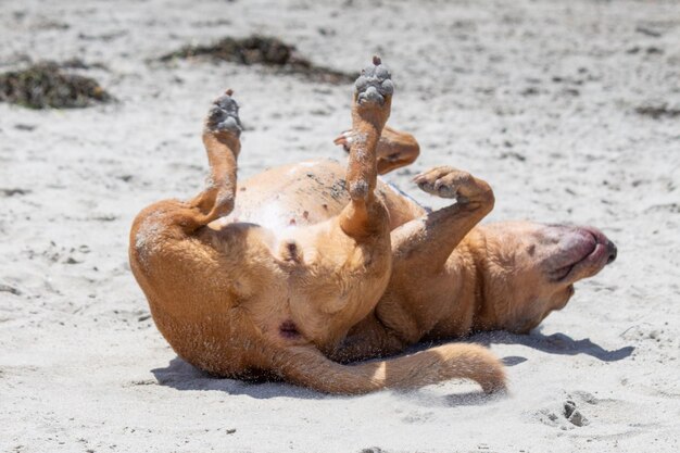 Pitbull shiba inu mix spelen op hondenstrand