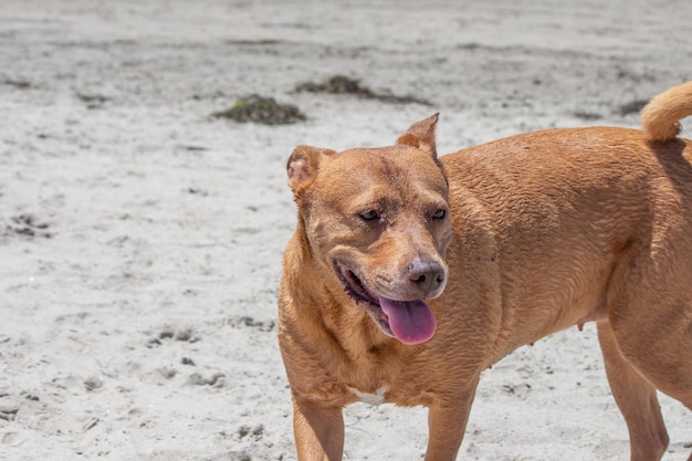 Pitbull shiba inu mix spelen op hondenstrand