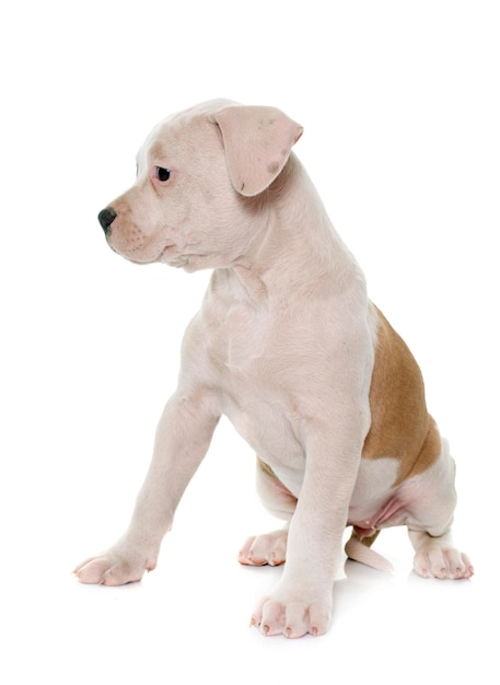 Foto pitbull terrier puppy zit tegen een witte achtergrond