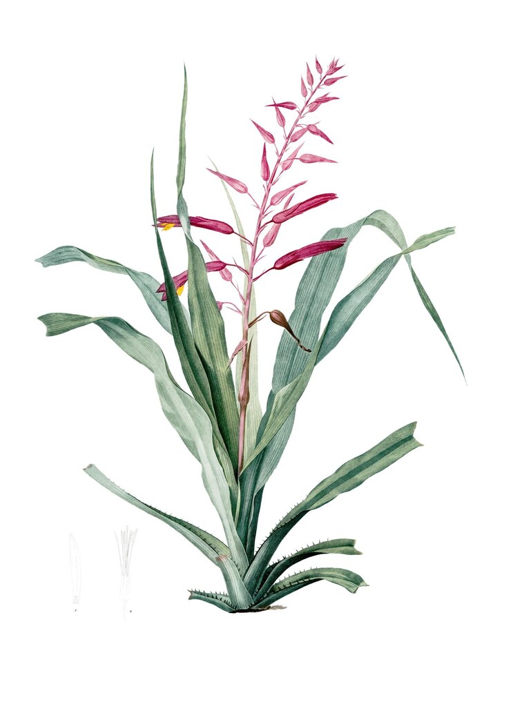 Photo ピトカーニア・ブロメリア・エフォリア (pitcairnia bromeliaefolia) は植物学的な絵画を描いたピットカーニア・ブローメリアエフォリア(pitcairnia bromeliaefolia)のスティッカーです