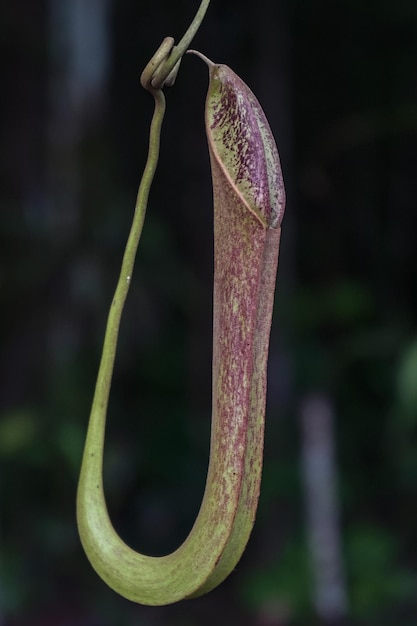 A pitcher plant with a long stem and a leaf that has the name nepenthes on it.